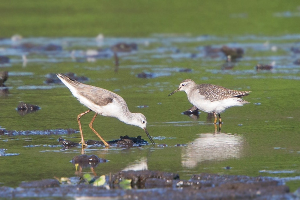 Wood Sandpiper (Tringa glareola)